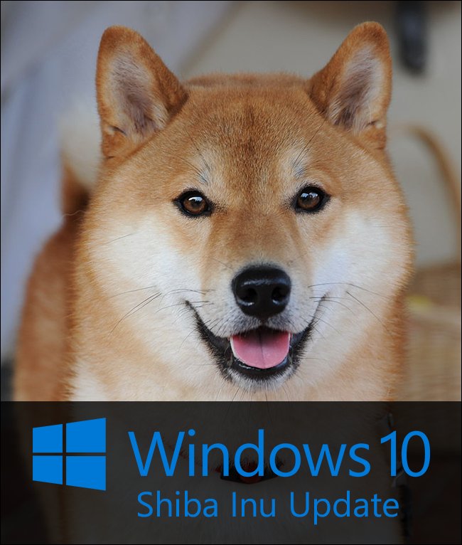 shiba-inu-windows-10-update shiba-inu-windows-10-update