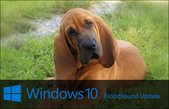 bloodhound-windows-10-update bloodhound-windows-10-update