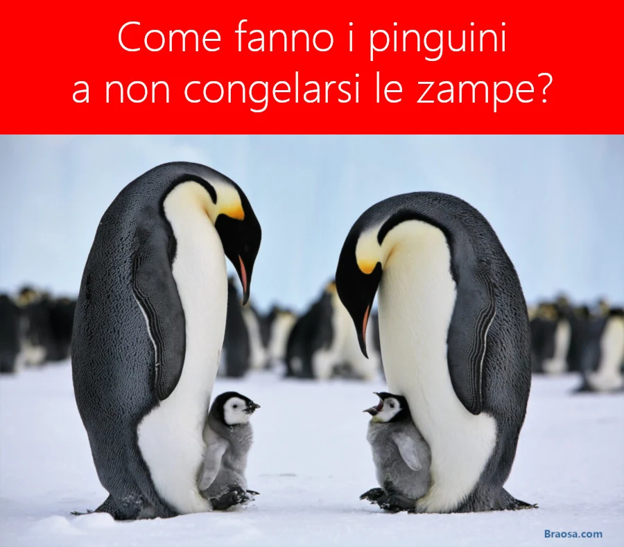 Perchè ai pinguini non congelano le zampe nonostante il freddo? Perchè ai pinguini non congelano le zampe nonostante il freddo?