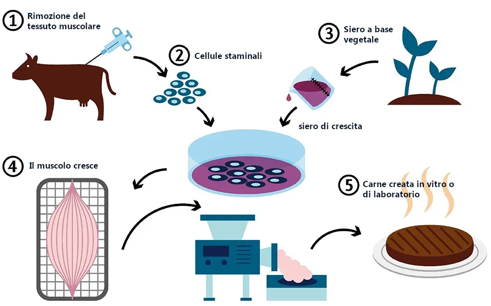 come-si-produce-la-carne-sintetica-cellulare